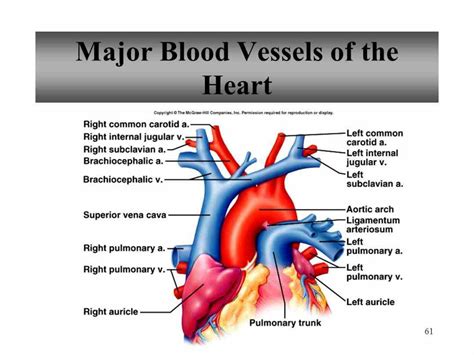 These small blood vessels connect the arteries and the veins. Major Blood Vessels In The Heart | MedicineBTG.com