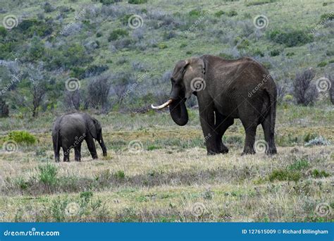 African Bush Elephants Botlierskop Reserve South Africa Stock Image