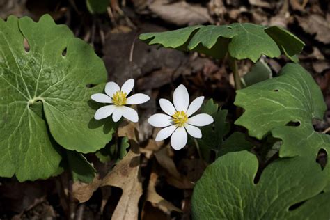 Sanguinaria Canadensis Multiplex Bloedwortel Hoveniernl