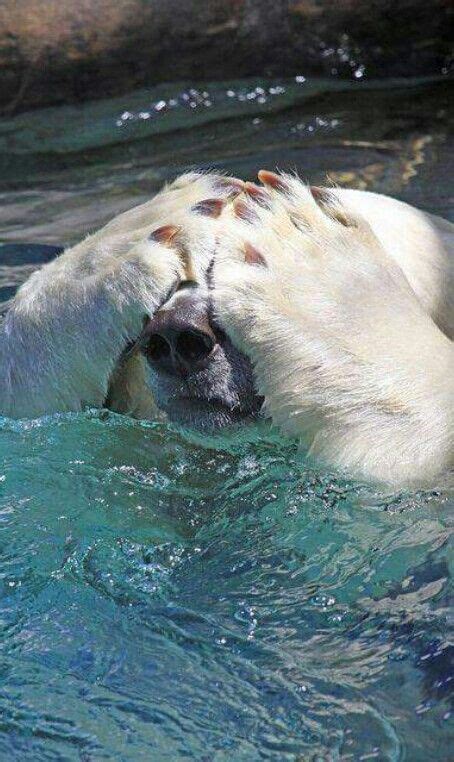 Playing Peek A Boo Polar Bear Animals Cute Animals