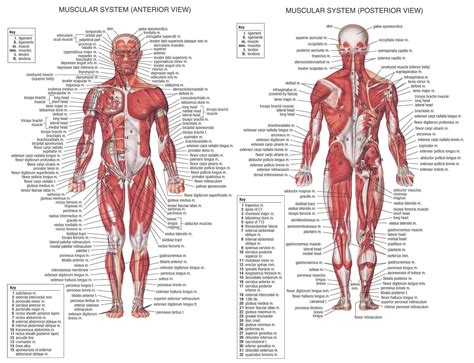 Diagram Of The Human Torso Model How To Clean Your Body Naturally