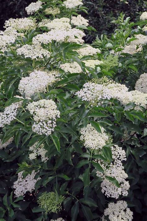 The Spectacular And Profuse White Blooms Of The Elderberry Bush Are