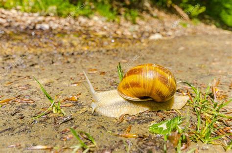 Burgundy Snail — Stock Photo © Zefart 48243911