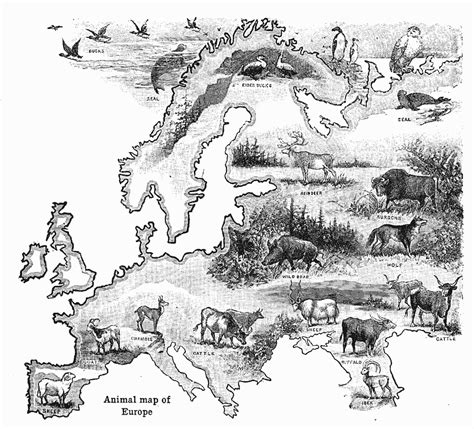 Animals Of Europe