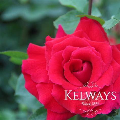 Rosa Loving Memory Kelways Plants Ltd