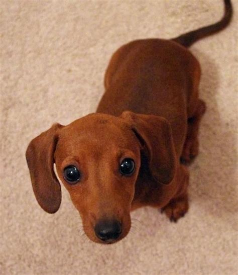 Maybe you would like to learn more about one of these? Best 25+ Wiener dogs ideas on Pinterest | Dachshund puppies, Daschund and I got your back