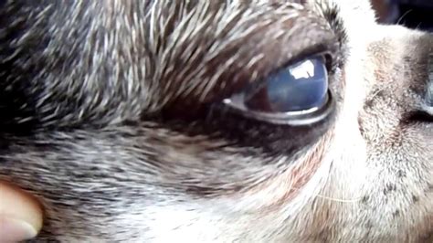 Shih Tzu Cloudy Eye Problems Dog Breed Information