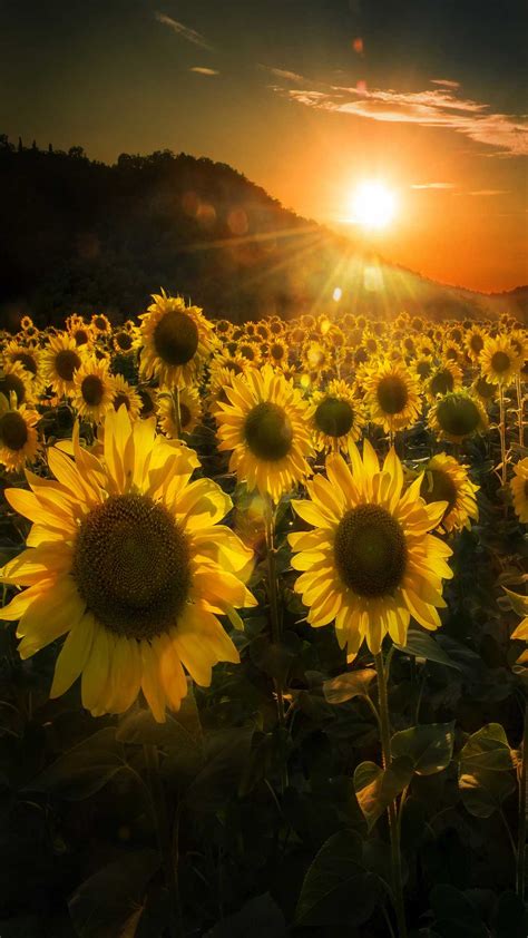 Sunflower Wallpaper Kolpaper Awesome Free Hd Wallpapers