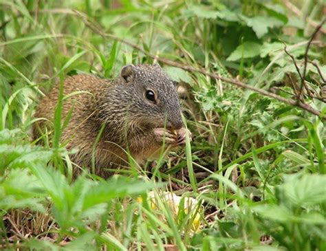 Franklins Ground Squirrel Life Expectancy