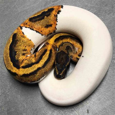 Ball Python History Care And Breeding Reptiles Magazine