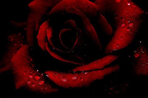 41 Gothic Roses Wallpaper On Wallpapersafari