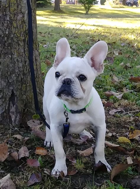 … is a blue fawn with a superb personality. French Bulldog Puppies For Sale | Dayton, OH #237647