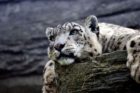 Snow Leopard Snow Leopard Animals Wild Dangerous Animals