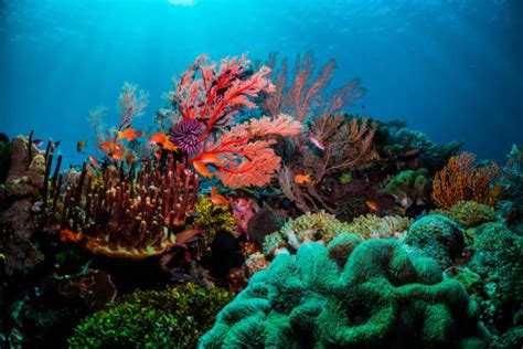 423200 Coral Reef Stock Photos Pictures And Royalty Free Images Istock