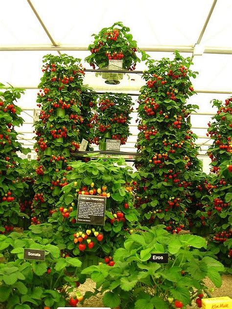 Stunning Growing Strawberries Vertically Ideas