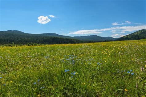 Wild Flowers Meadow Mountains Stock Image Image Of Pattern Landscape