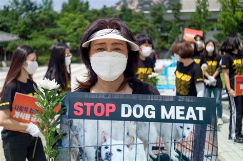 South Korea To Introduce New Rule Which Would Ban Dog Meat