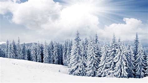 2 Winter Tree And Snow Free Desktop Wallpapers For