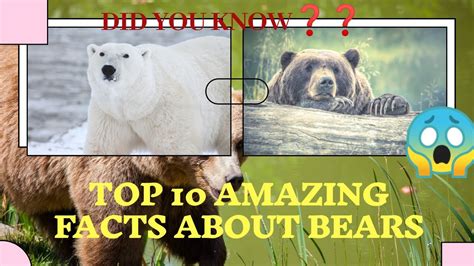 Top 10 Amazing Facts About Bears Youtube