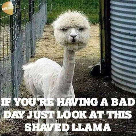 21 Funny I Love You Memes Funny Animal Quotes Animal Jokes