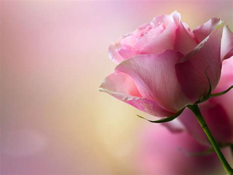 Fresh Rose Petals Hd Desktop Wallpaper Widescreen High Definition