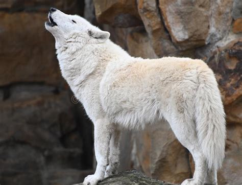 A White Wolf Calls The Herd Howling In The Forest Stock Photo Image