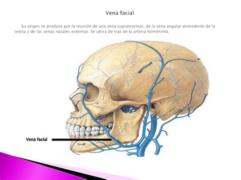 Musculos De La Cara Nervio Y Arteria Facial
