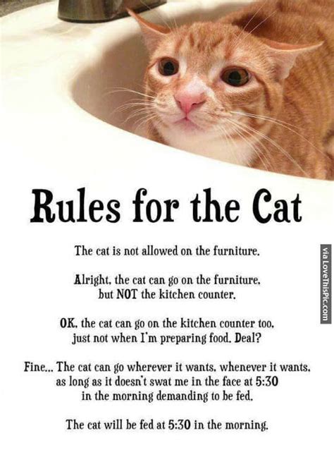 Rules For The Cat Pictures Photos And Images For Facebook Tumblr