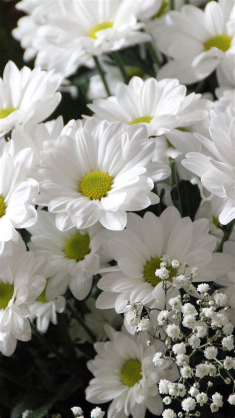 Enjoy and share your favorite beautiful hd wallpapers and background images. White Daisies Wallpaper - iPhone, Android & Desktop ...
