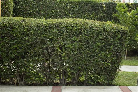 How To Plant A Boxwood Hedge Hedges Landscaping Boxwood Landscaping