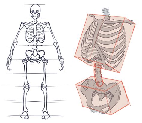 How To Draw The Torso Front View Artofit