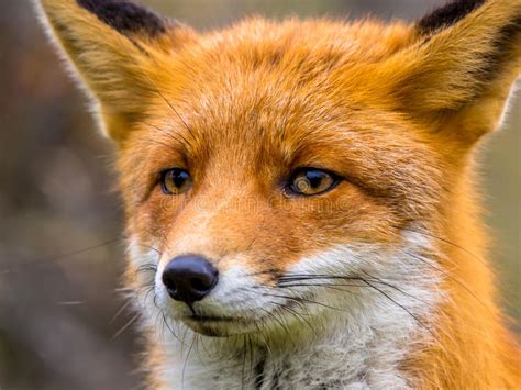Close Up Of The Head Of Resting European Red Fox Stock Image Image Of
