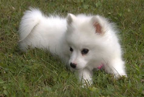 14 Popular White Small Dog Breed Cute And Lovely Propatel