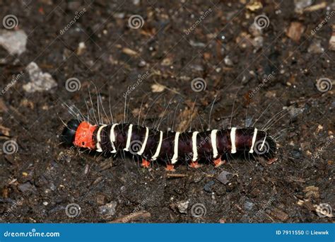 Black And White Stripe Caterpillar Stock Photo Image Of Nature Dark