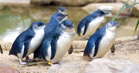How Much Do You Know About Penguins Mnn Mother Nature