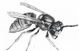 Photos of Wasp Drawing