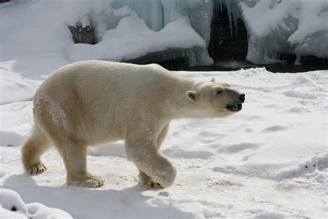Arctic Buffalo Animal Dense Forest To Open Plains Average Lifespan