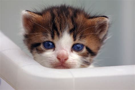 Cats are born with their eyes closed. Will My Kitten's Blue Eyes Change Color? (Common Kitten ...