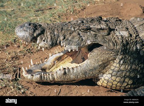 Crocodile Showing Sharp Teeth Hi Res Stock Photography And Images Alamy