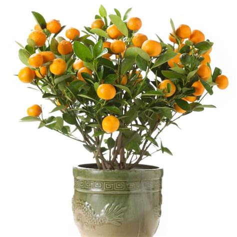 Gurneys 4 In Pot White Flowers To Orange Fruit Small Calamondin