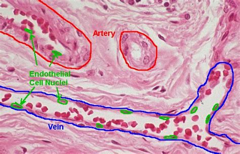 Basic Histology Arteries And Veins
