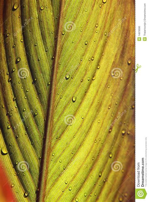 Leaf Texture Stock Photo Image Of Leaf Brown Thai 14879590