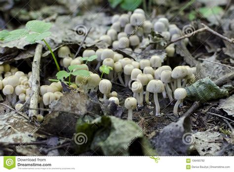Small White Edible Mushrooms In Forest Stock Photo Image