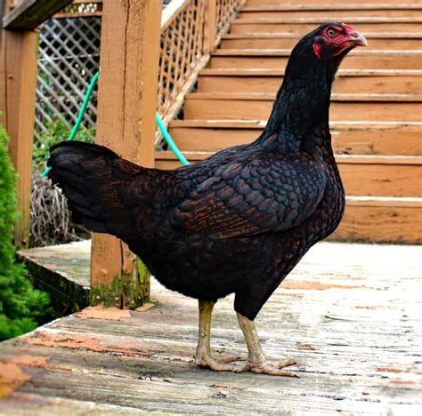 What Is Cornish Chicken History Behavior And Breed Information Chicken Breed Guide