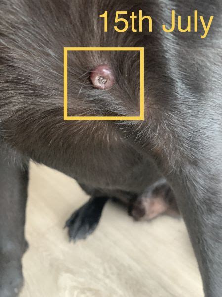 Donut Shaped Lump On Dogs Chest Vet Help Direct