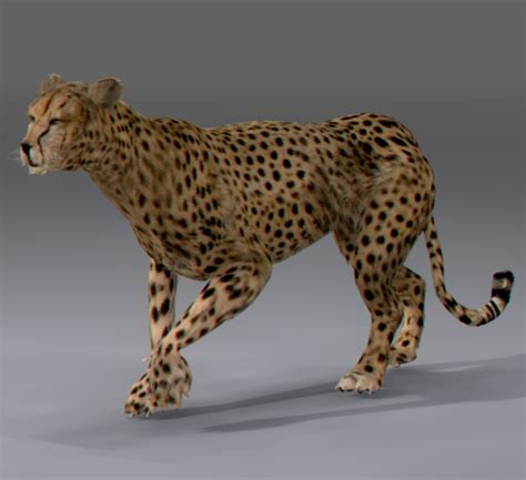 The ar animals that you can view on google search right now are tiger, alligator, angler fish, brown bear, cat, cheetah, dog, duck, eagle, emperor penguin, giant panda, goat, hedgehog, horse, lion, macaw, octopus, shark, shetland. Animated Cheetah 3D Model
