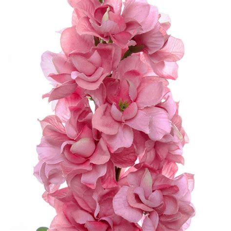 Stock Flower Stem Pink 80cmh