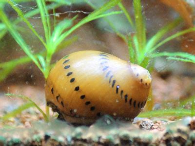 Nerite Snail Species Profile Facts