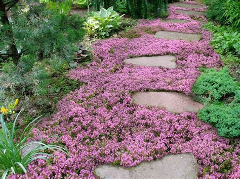 A Plant Community Of Perennials And Grasses Living Mulch