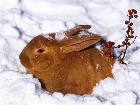 Wallpaper Snow Winter Cold Hiding Rodent Rabbit Hare Fauna